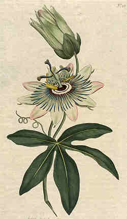 Oswald : Airs for the seasons - Passiflora (Kbd) : illustration